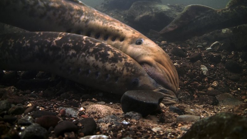 Lamprey