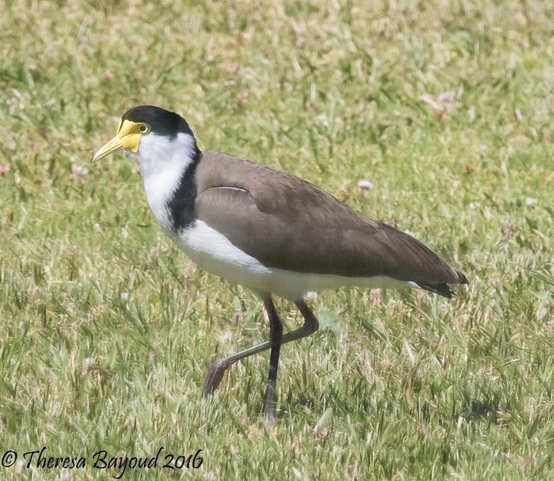 Lapwing