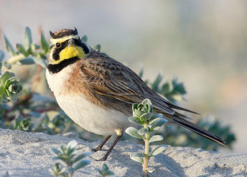 Lark
