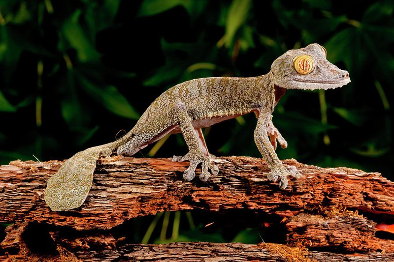 Leaf-Tailed Gecko