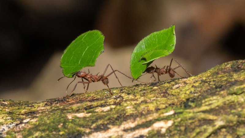 Leafcutter Ant