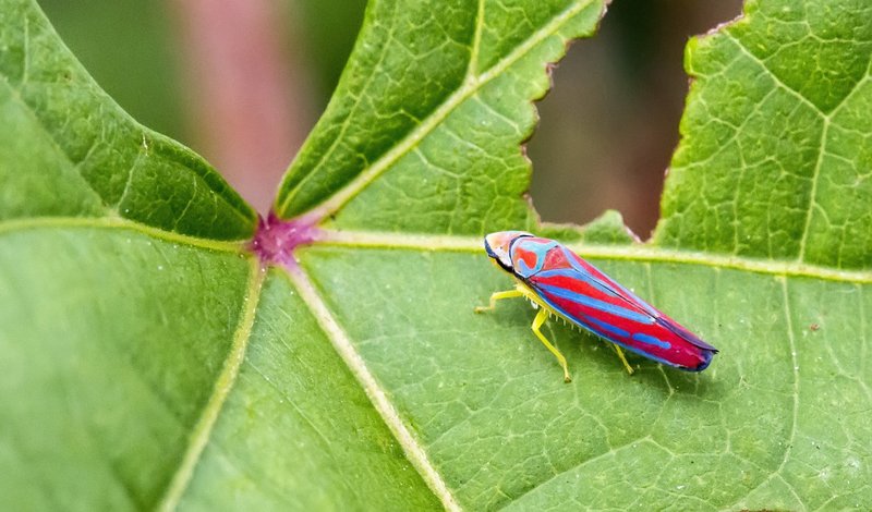 Leafhopper