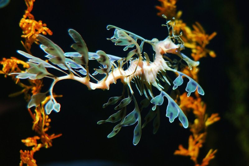 Leafy Sea Dragon