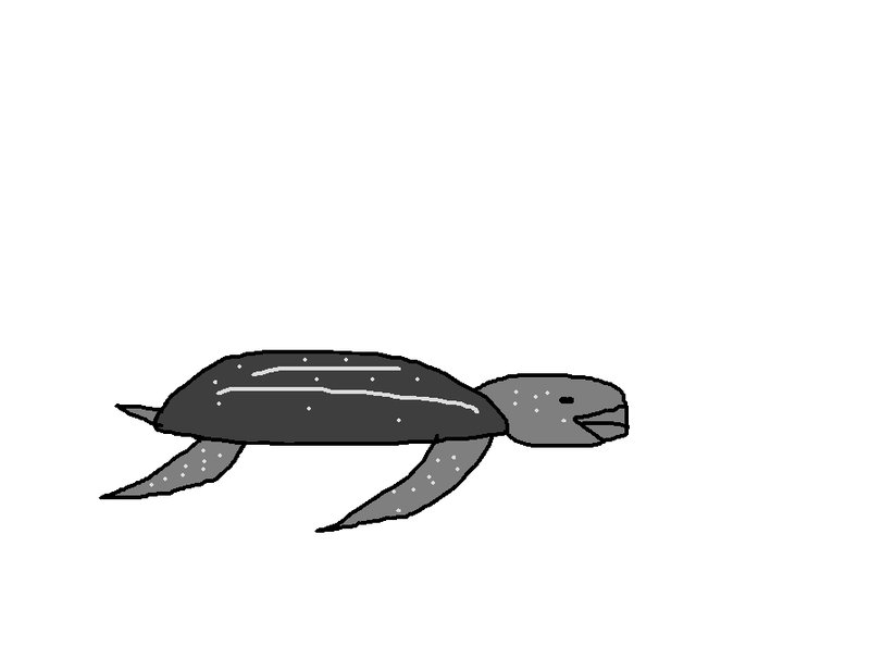 Leatherback Turtle Vs. [Similar Species] - Key Differences