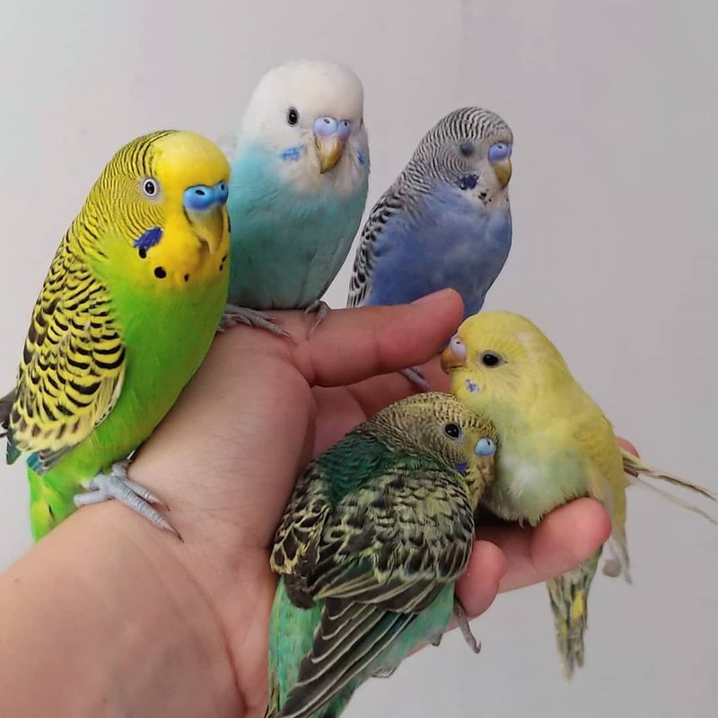 Legal And Ethical Aspects Of Keeping Budgies As Pets