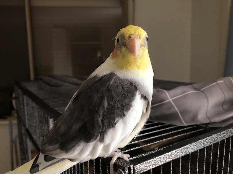 Legal And Ethical Aspects Of Keeping Cockatiels As Pets