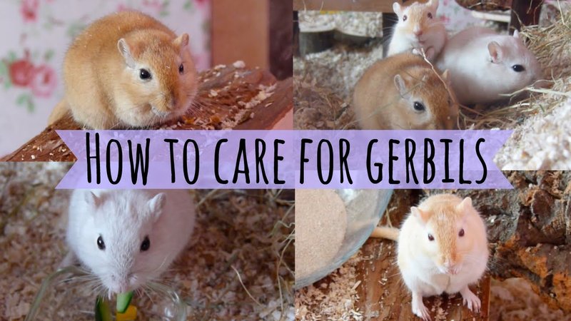 Legal And Ethical Considerations For Keeping Gerbils