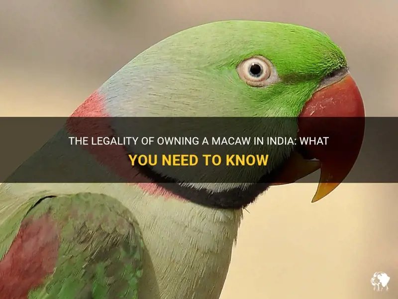 Legal And Ethical Considerations Of Owning A Macaw