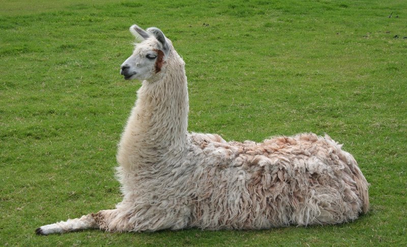 Legal Aspects Of Keeping Llamas As Pets