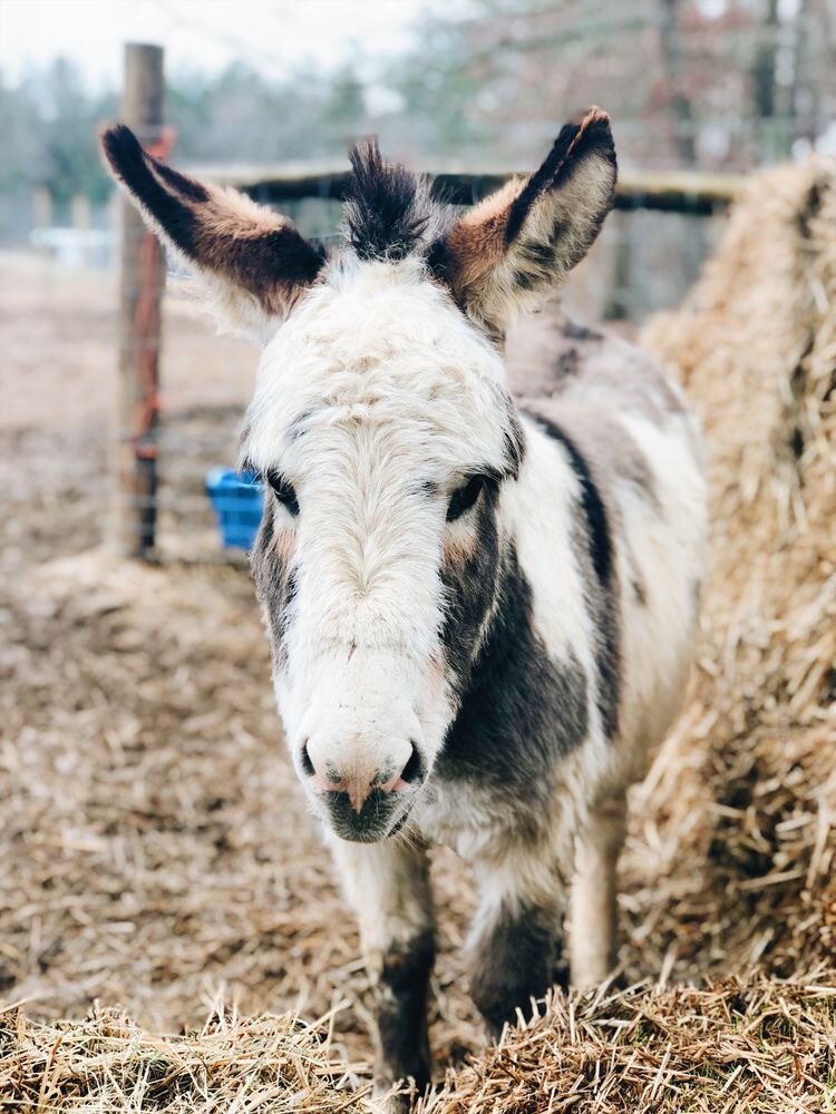 Legal Considerations For Keeping Donkeys In Your Area