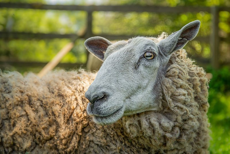 Legal Considerations For Keeping Sheep In Residential Areas
