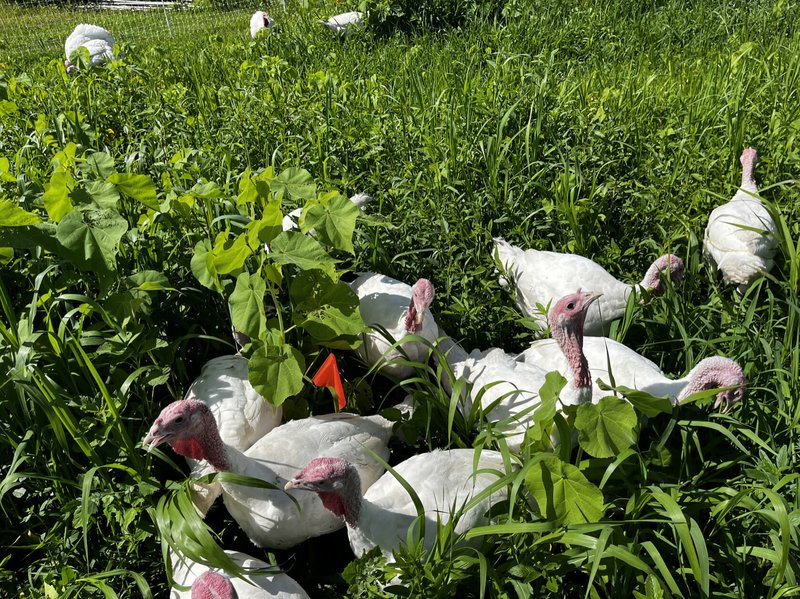 Legal Considerations For Keeping Turkeys In Your Area