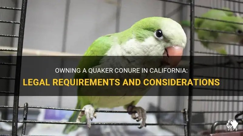 Legal Considerations For Owning A Conure In Your Area