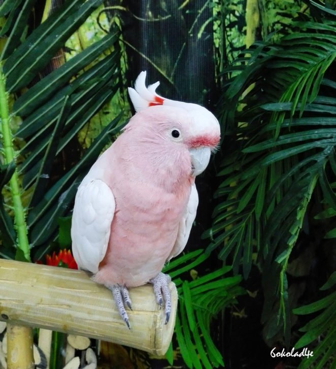 Legal Considerations: Are All Parrots Legal As Pets?
