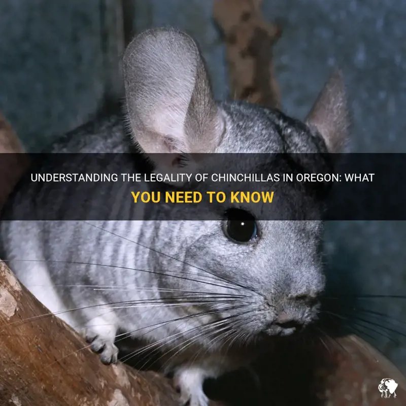 Legal Considerations: Are Chinchillas Legal Everywhere?