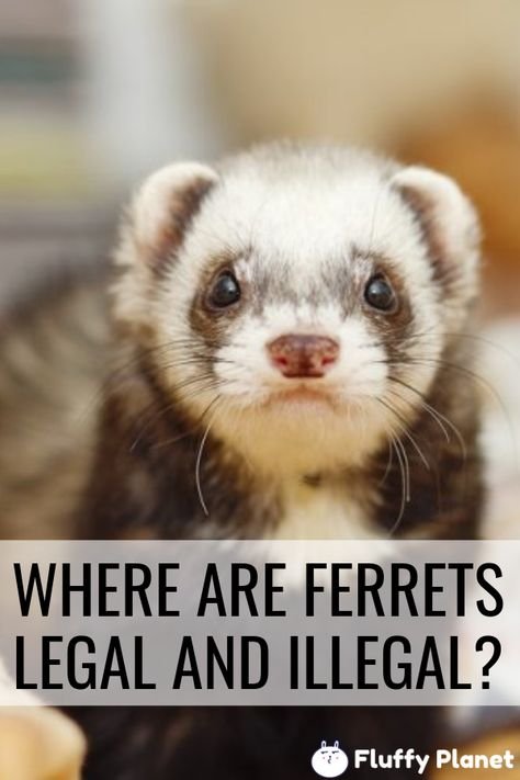 Legal Considerations: Are Ferrets Legal In Your State?