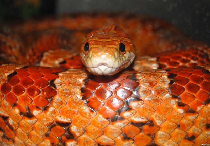 Legal Considerations: Can You Own A Corn Snake In Your State?