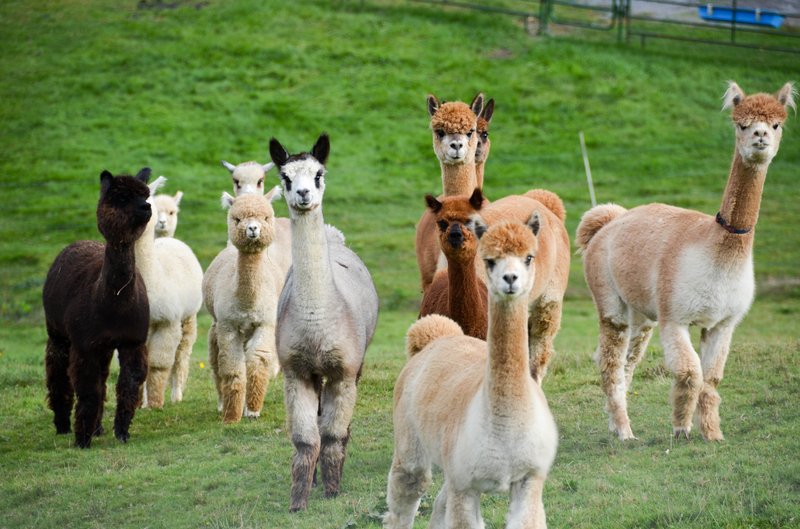 Legal Considerations: Can You Own Alpacas In Your Area?