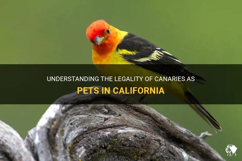 Legal Considerations: Is It Legal To Own Canaries Everywhere?
