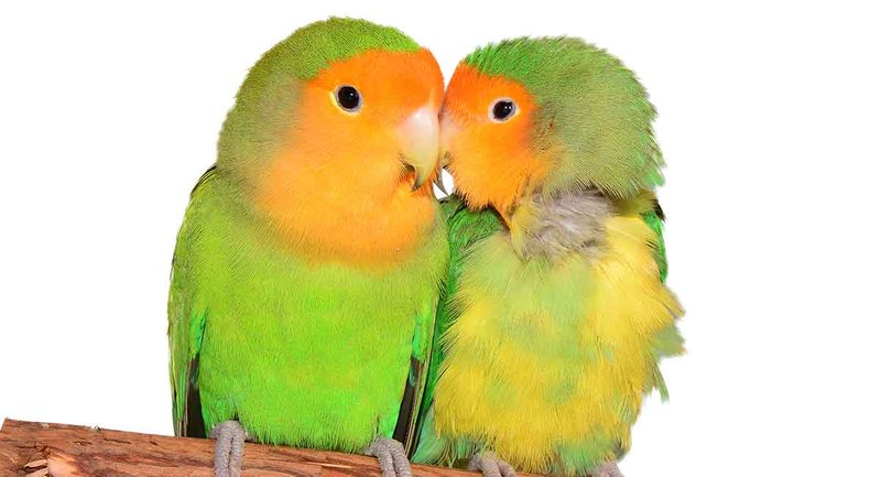 Legal Guidelines For Keeping Lovebirds As Pets