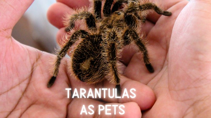 Legal Issues: Is It Legal To Own Tarantulas In Your Country/State?