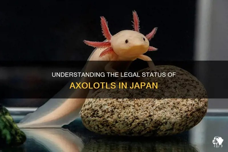 Legal Status: Are Axolotls Legal In Your Country Or State?