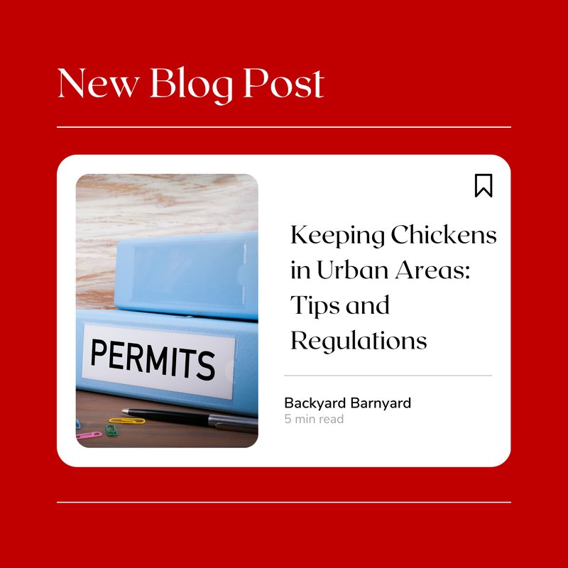 Legal Tips For Keeping Chickens In Residential Areas