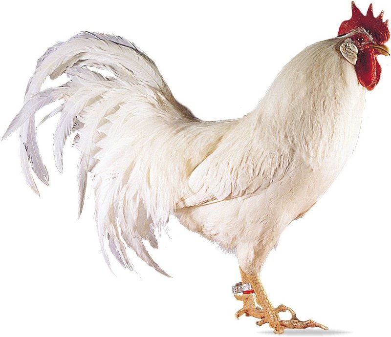 Leghorn Nesting Habits And Lifecycle