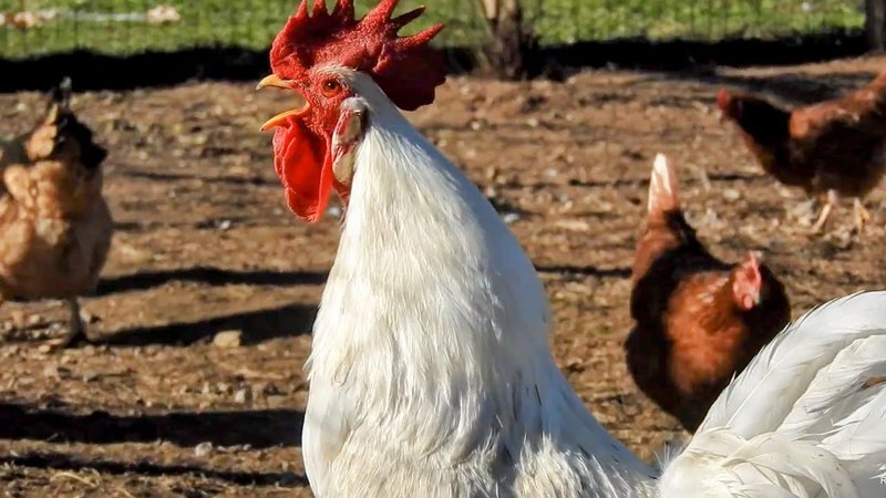 Leghorn Vocalizations And What They Mean