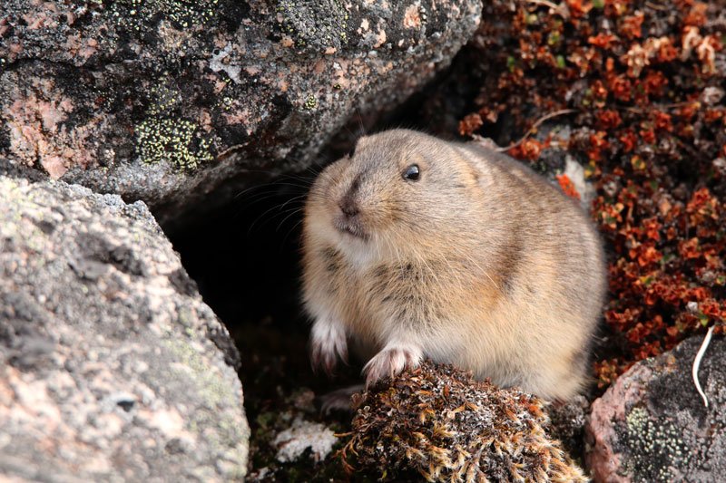 Lemming