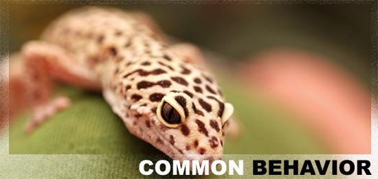 Leopard Gecko Behavior: What Their Movements And Sounds Mean