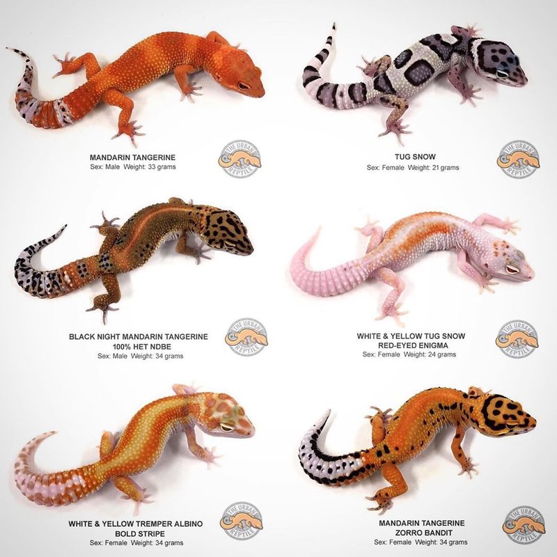 Leopard Gecko Morphs: Popular Types And Their Colors