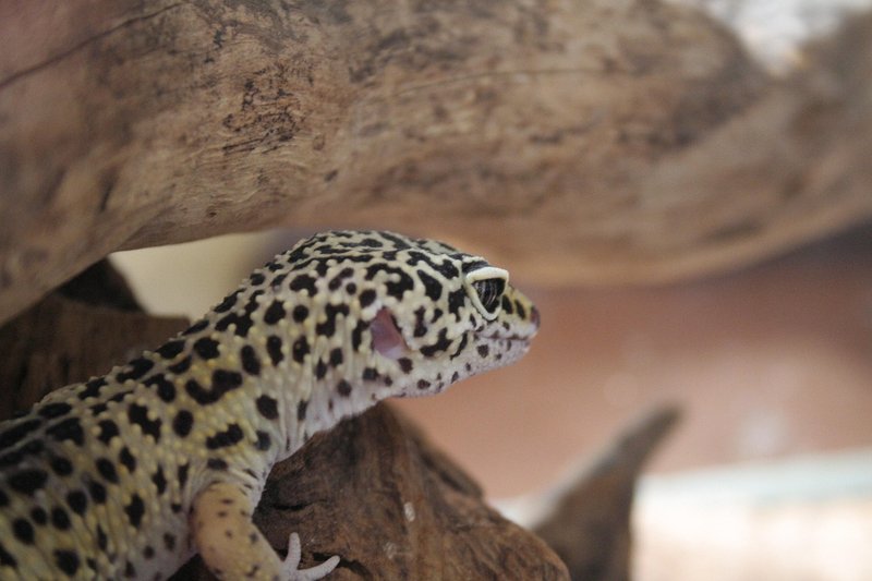 Leopard Gecko
