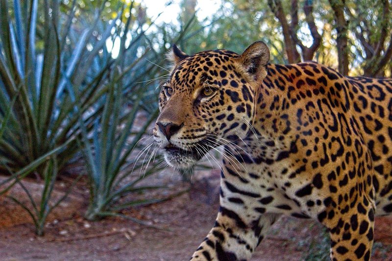 Leopard
