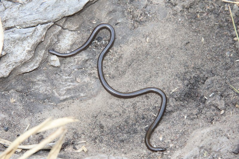 Leptotyphlops