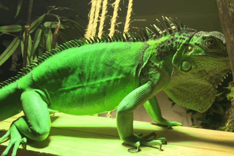 Lifespan And Growth Expectations Of A Blue Iguana