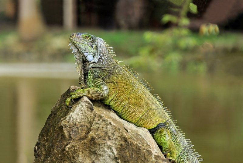 Lifespan And Growth Expectations Of A Green Iguana
