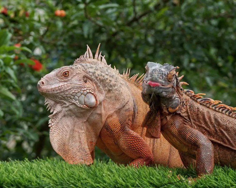 Lifespan And Growth Expectations Of A Red Iguana