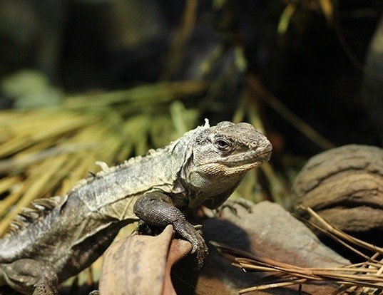 Lifespan And Growth Expectations Of A Spiny-Tailed Iguana