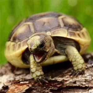Lifespan And Growth Rate Of The Greek Tortoise