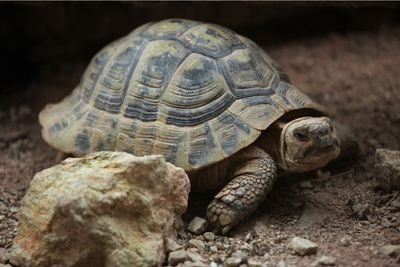 Lifespan And Growth Rate Of The Hermann'S Tortoise