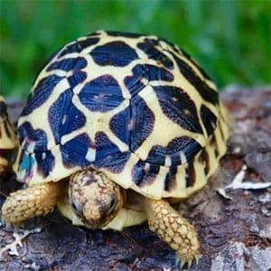 Lifespan And Growth Rate Of The Indian Star Tortoise