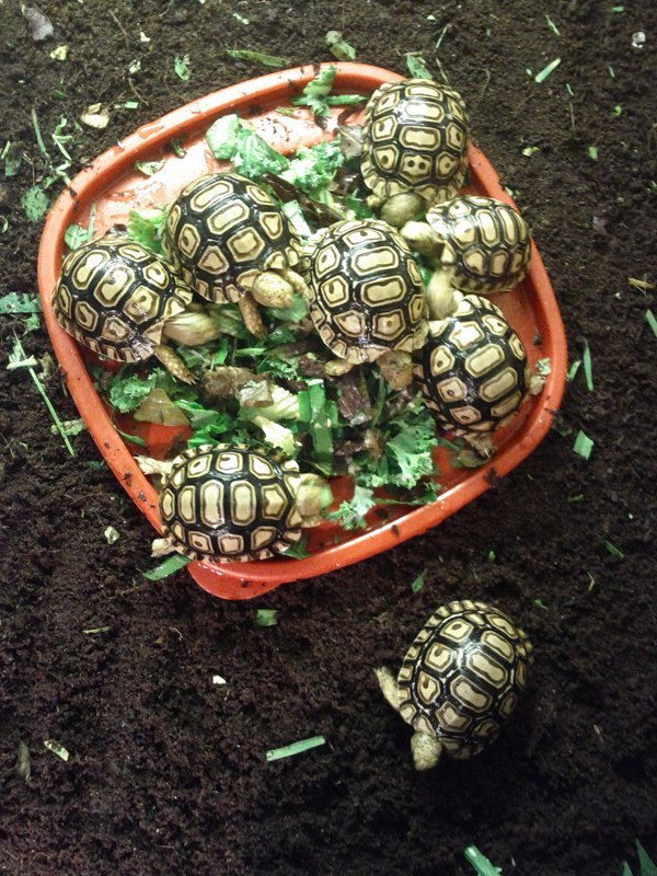Lifespan And Growth Rate Of The Leopard Tortoise