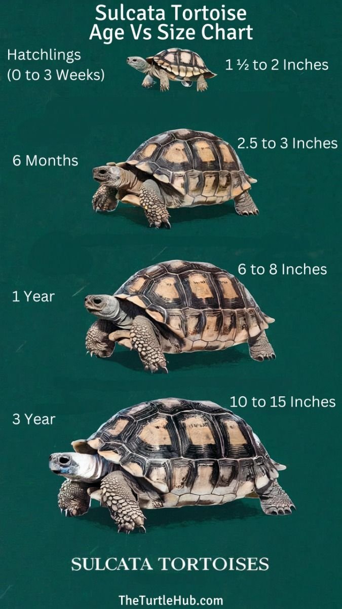 Lifespan And Growth Rate Of The Marginated Tortoise