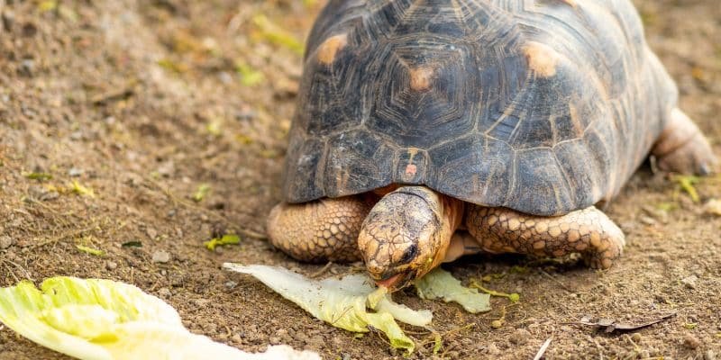 Lifespan And Growth Rate Of The Red-Footed Tortoise