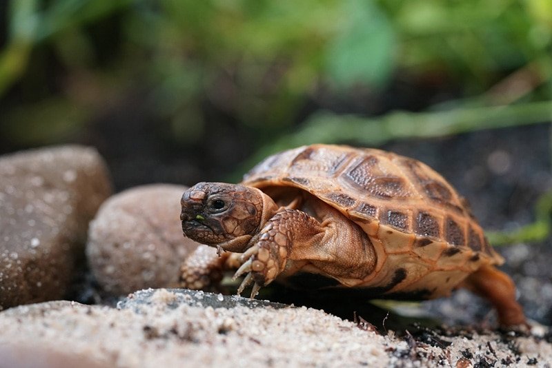 Lifespan And Growth Rate Of The Russian Tortoise