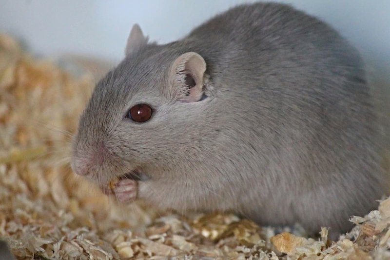 Lilac Gerbil Overview: Traits, Temperament, And Color