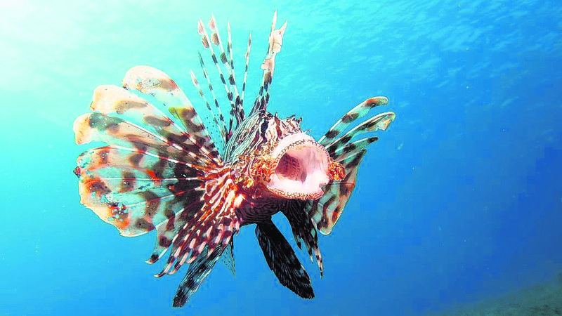 Lionfish
