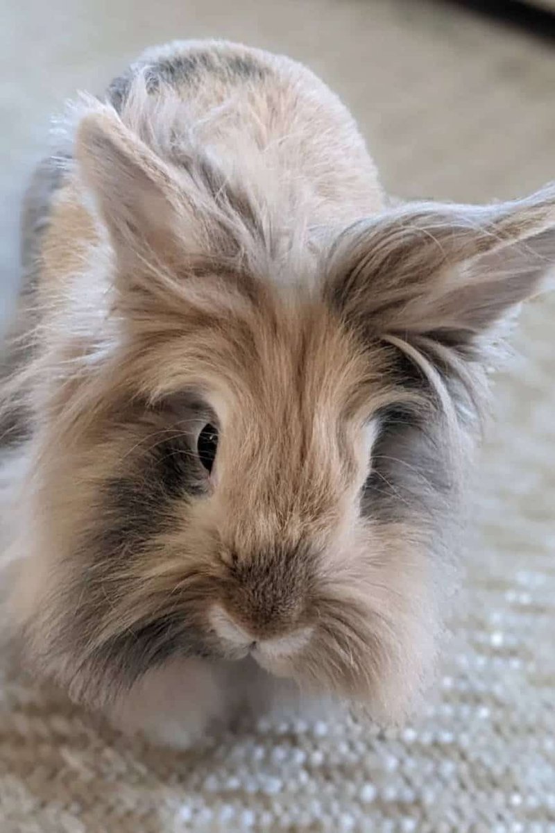Lionhead Rabbit Overview: Size, Temperament, And Appearance