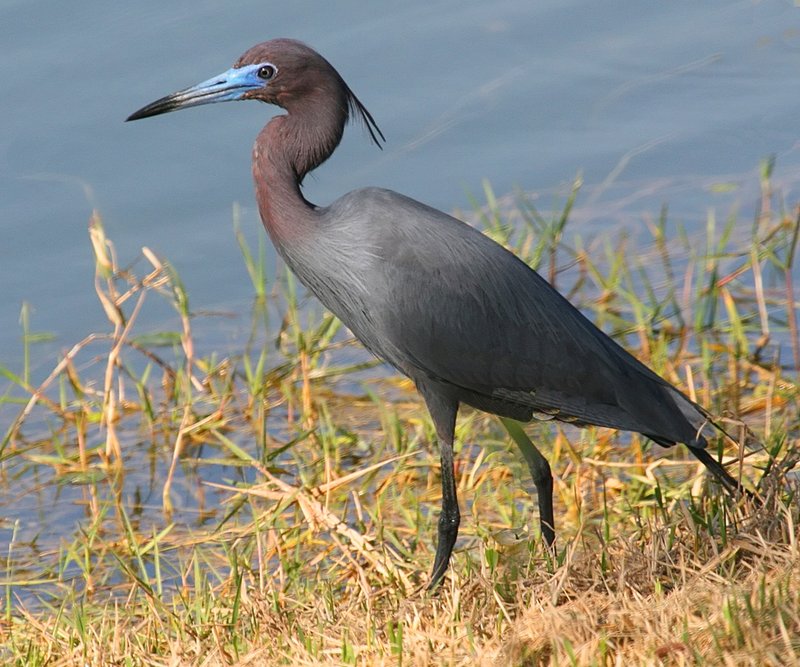 Little Blue Heron